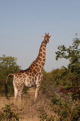 Giraffe / Giraffe / Giraffa camelopardalis