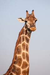 Giraffe / Giraffe / Giraffa camelopardalis