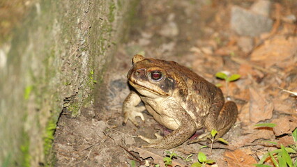 Big toad at night, on a farm in the Intag Valley, outside of Apuela, Ecuador