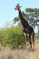 Giraffe / Giraffe / Giraffa camelopardalis