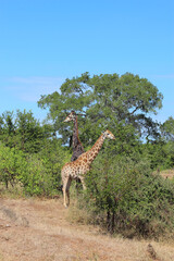 Giraffe / Giraffe / Giraffa camelopardalis