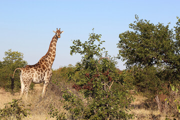 Giraffe / Giraffe / Giraffa camelopardalis