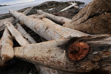 Drift Wood on the rocks