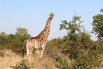 Giraffe / Giraffe / Giraffa camelopardalis