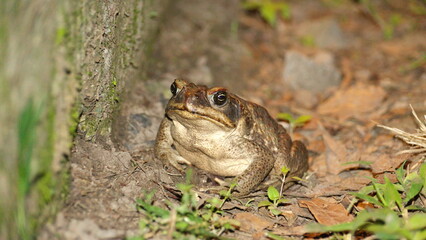 Big toad at night, on a farm in the Intag Valley, outside of Apuela, Ecuador