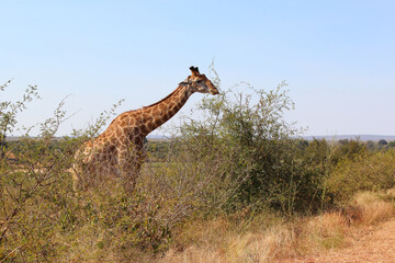 Giraffe / Giraffe / Giraffa camelopardalis