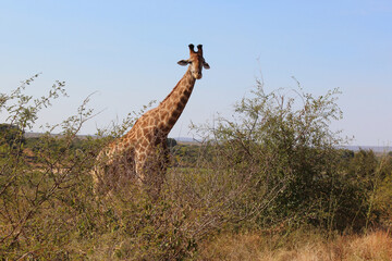 Giraffe / Giraffe / Giraffa camelopardalis
