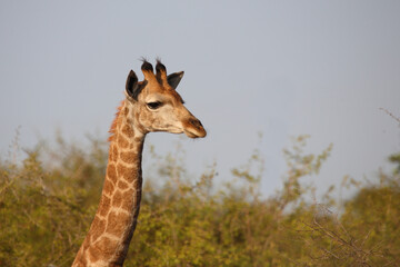 Giraffe / Giraffe / Giraffa camelopardalis
