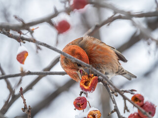 Red Crossbill male sitting on the tree branch and eats wild apple berries. Crossbill bird eats...