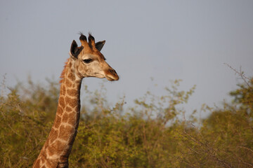 Giraffe / Giraffe / Giraffa camelopardalis