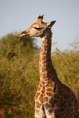 Giraffe / Giraffe / Giraffa camelopardalis