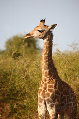Giraffe / Giraffe / Giraffa camelopardalis