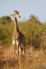 Giraffe / Giraffe / Giraffa camelopardalis