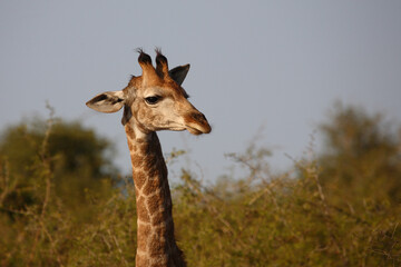 Giraffe / Giraffe / Giraffa camelopardalis