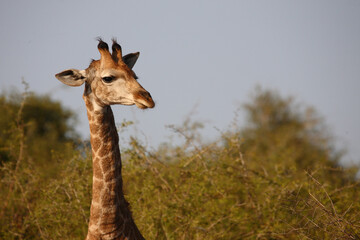 Giraffe / Giraffe / Giraffa camelopardalis