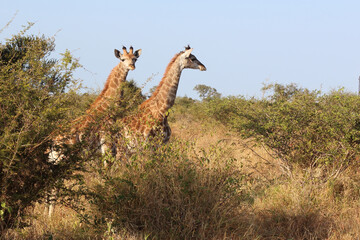 Giraffe / Giraffe / Giraffa camelopardalis
