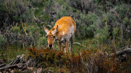 Pronghorn Having A Snack