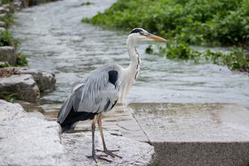 Gray heron standing on a rock in the rain.