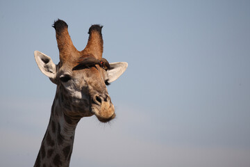Obraz premium Giraffe / Giraffe / Giraffa Camelopardalis