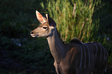 Großer Kudu / Greater kudu / Tragelaphus strepsiceros