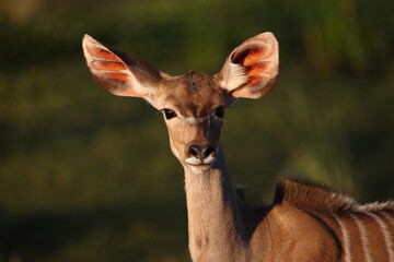 Großer Kudu / Greater kudu / Tragelaphus strepsiceros