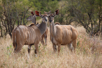 Großer Kudu / Greater kudu / Tragelaphus strepsiceros