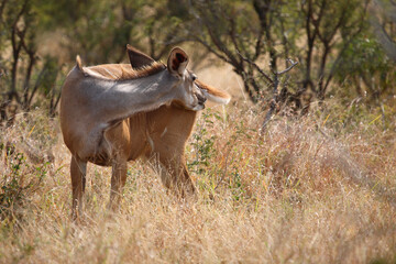Großer Kudu / Greater kudu / Tragelaphus strepsiceros