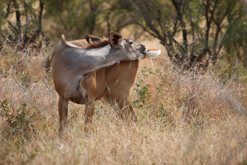 Gro&szlig;er Kudu / Greater kudu / Tragelaphus strepsiceros