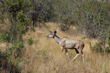Großer Kudu / Greater kudu / Tragelaphus strepsiceros