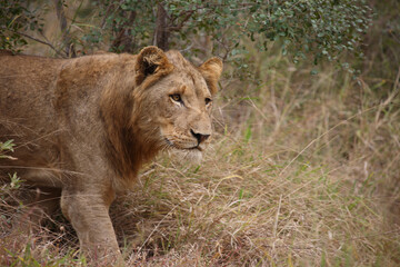 Afrikanischer Löwe / African lion / Panthera leo.