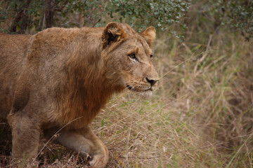 Afrikanischer Löwe / African lion / Panthera leo.