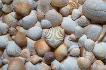 seashells on the beach