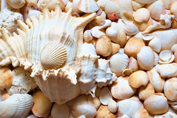 seashells on a white background