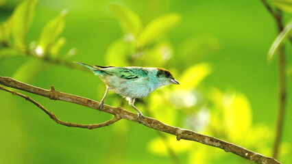 Scrub tanager (Stilpnia vitriolina) perched on a branch on a farm in the Intag Valley, outside of Apuela, Ecuador