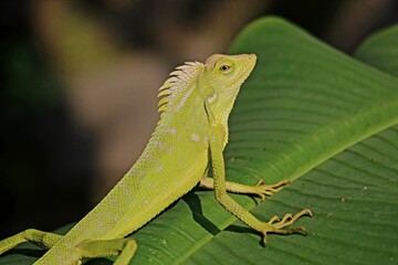 a chameleon is perched on a banana leaf in the morning portrait