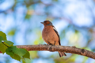 Common chaffinch, Fringilla coelebs, sits on a branch in spring on green background. Common chaffinch in wildlife.
