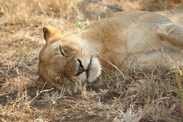 Afrikanischer Löwe / African lion / Panthera leo.