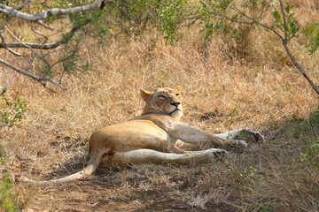 Afrikanischer Löwe / African lion / Panthera leo.