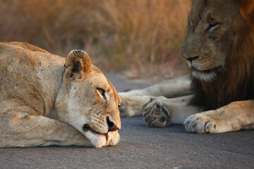 Afrikanischer Löwe / African lion / Panthera leo.