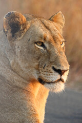 Afrikanischer Löwe / African lion / Panthera leo.