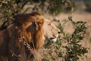 Afrikanischer Löwe / African lion / Panthera leo.