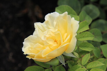 yellow rose in the garden, U of A Botanic Gardens, Devon, Alberta