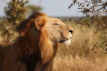Afrikanischer Löwe / African lion / Panthera leo.