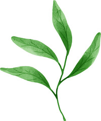 Leaves Watercolor Illustration