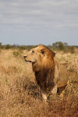 Afrikanischer Löwe / African lion / Panthera leo.