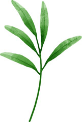 Leaves Watercolor Illustration