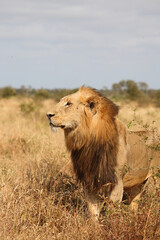 Afrikanischer Löwe / African lion / Panthera leo.