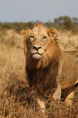 Afrikanischer Löwe / African lion / Panthera leo.