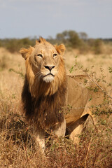 Afrikanischer Löwe / African lion / Panthera leo.