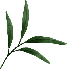 Leaves Watercolor Illustration